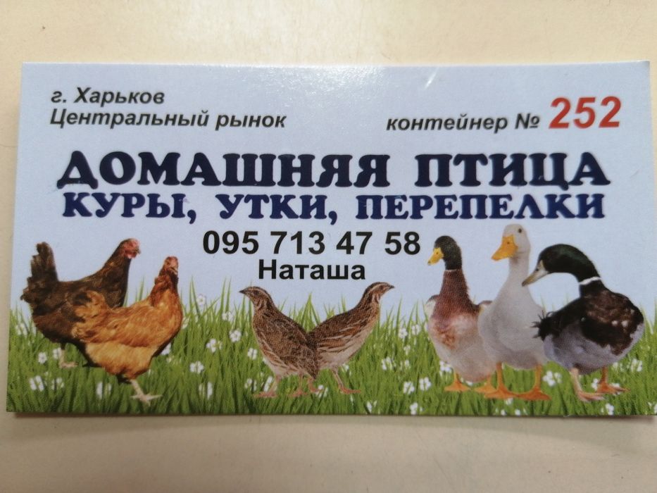 Продам курей несучок різних порід!