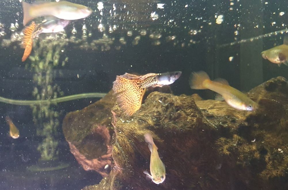 Gupiki Filigran Moskiewski Gupik Rasowy WYSYŁKA