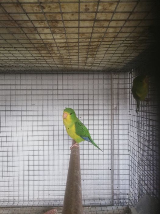 Piriquito limão macho