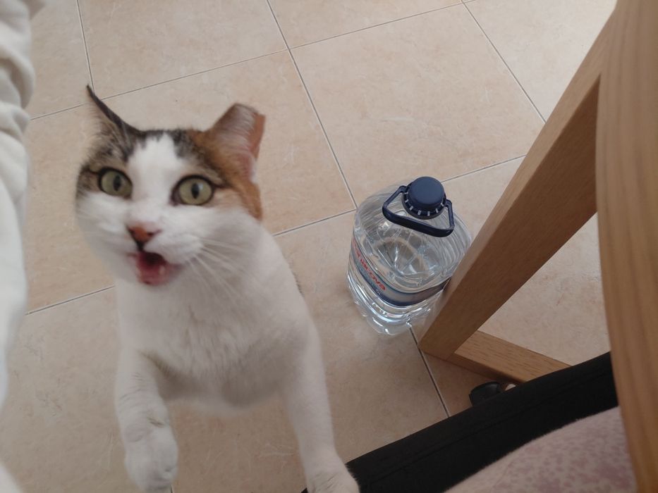 Sally- gata amorosa para adoção responsável