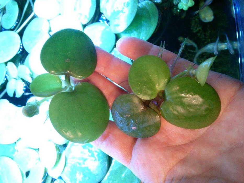 Limnobium gąbczaste do akwarium i oczka wodnego