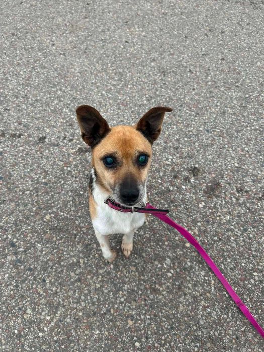 Mały piesek do adopcji, mini ratlerek mix, łagodny Rambo