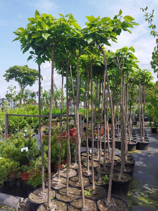 Katalpa Catalpa bignonioides Nana szczepiona grube pnie Aurea Purpurea