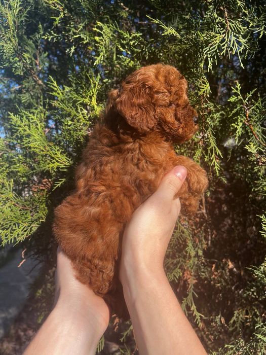 Пудель та Мальтипу ф2 хлопчики та дівчата