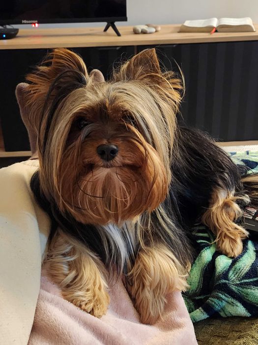 Procuro fêmea Yorkshire para acasalar!