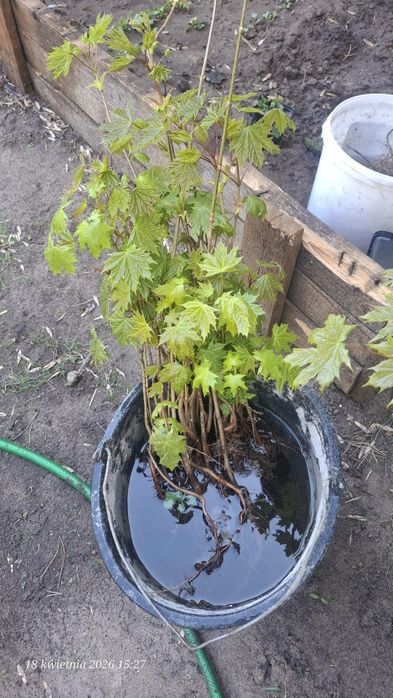 Sadzonki klonu i wiśni
