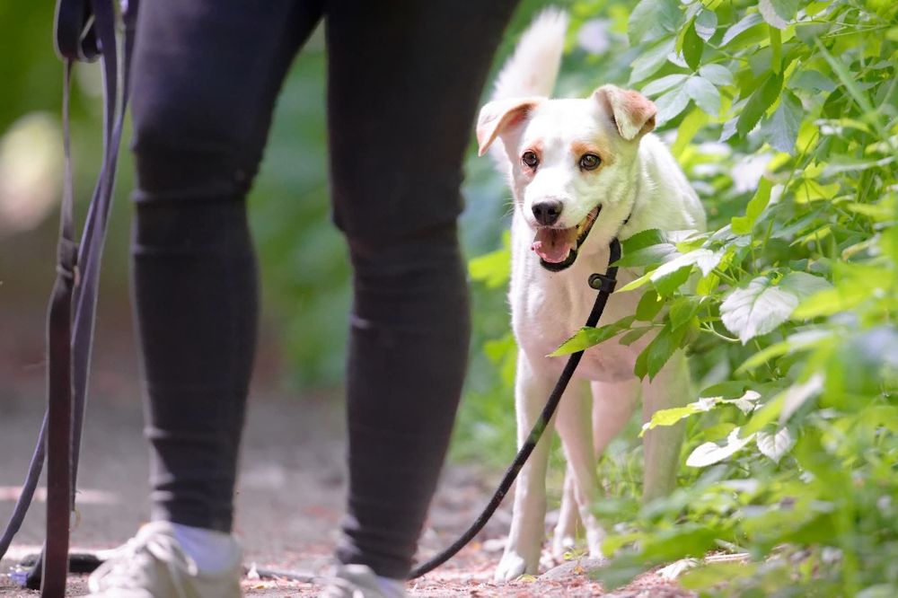 Mloda sunia Spinka blaga o dom