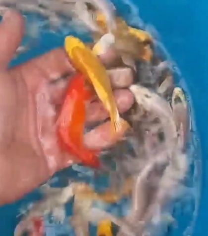 Карп кои, разные размеры и цвет