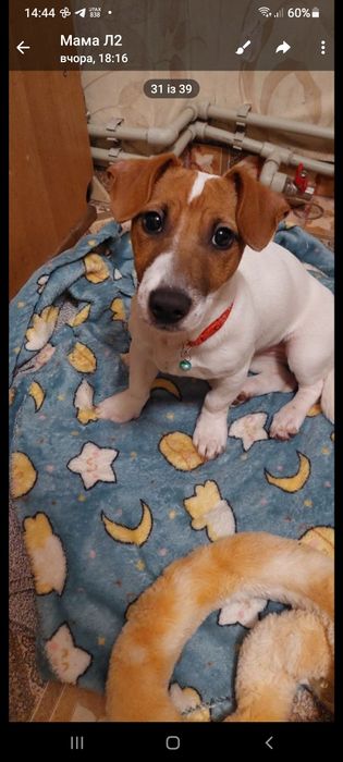 Джек Рассел дівчигка 4місяця