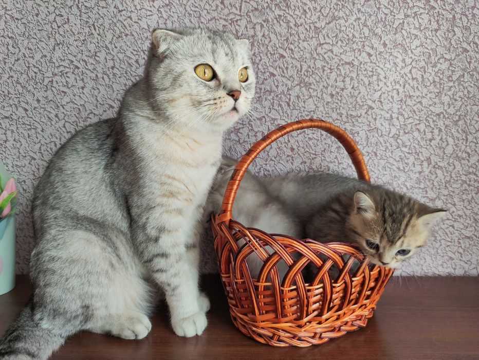 Гарнюні шотландські кошенята