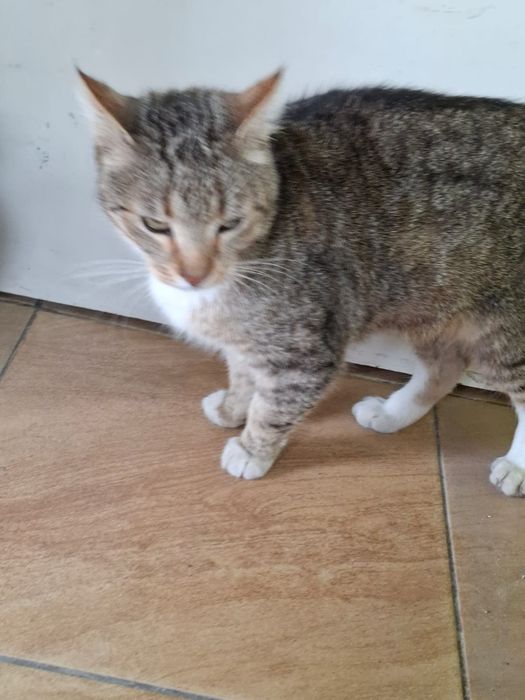 Dorosły wykastrowany i miziasty kocurek szuka domu niewychodzącego