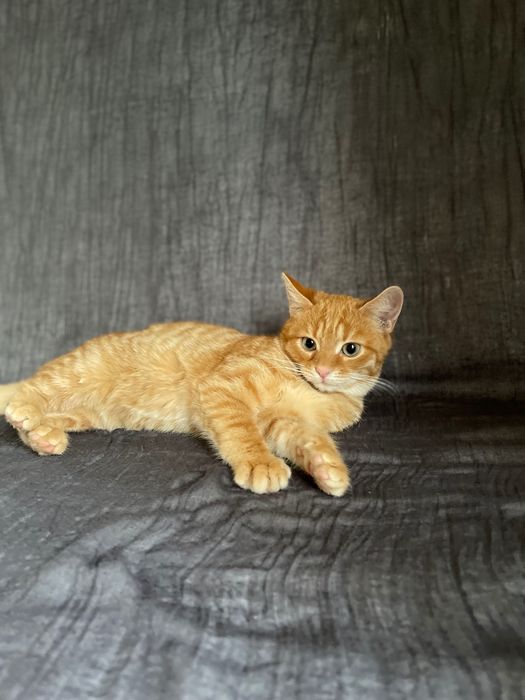 Котята котики отдам котенок мальчик