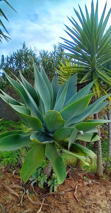 Cato Agave para Jardim