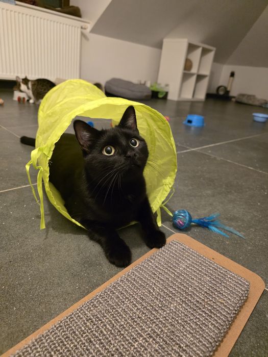 Zorro roczny kocurek do adopcji