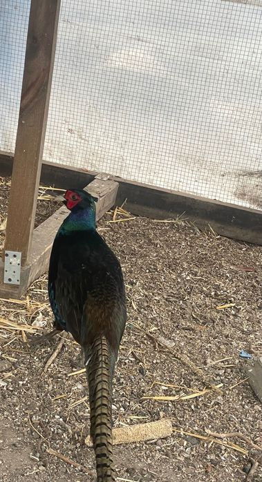 Bażant melanistyczny