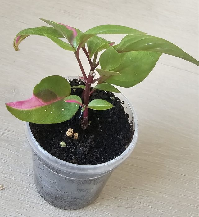 Mała sadzonka Alternantera Party Time