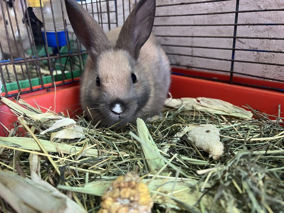 Кролик карликовый (редкий цвет)
