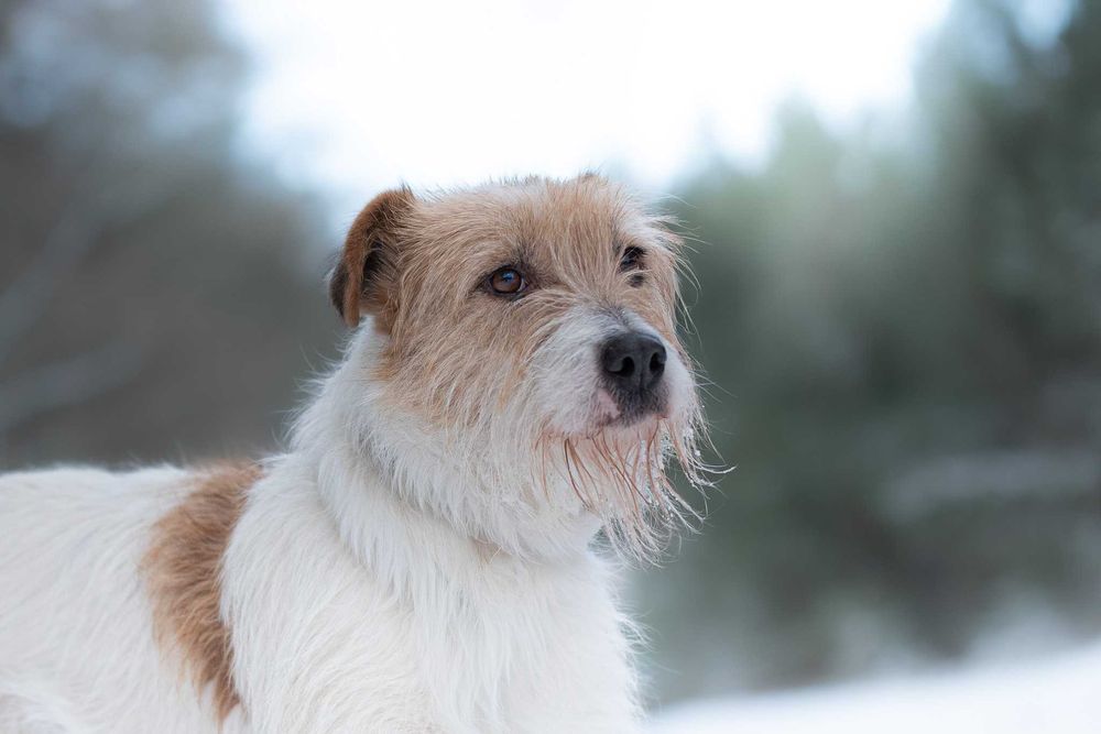 ARKA - czy ktoś w końcu mnie pokocha?