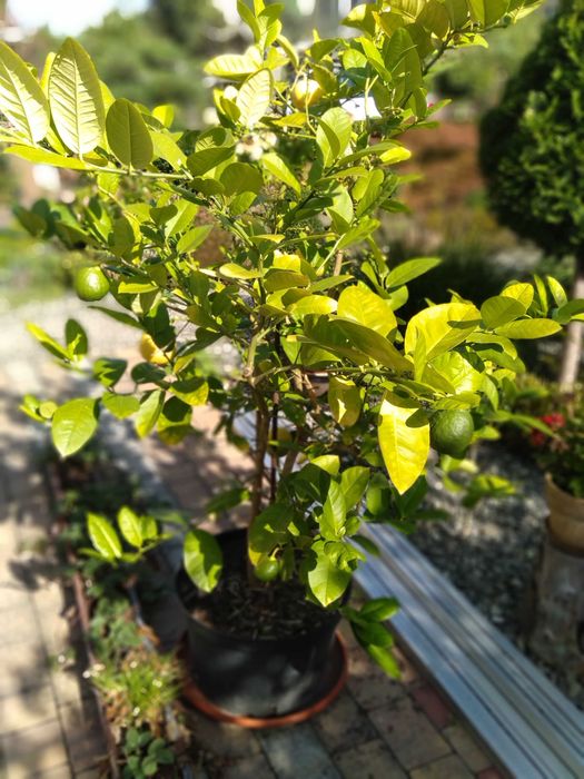 Cytryna owocująca w donicy z owocami.