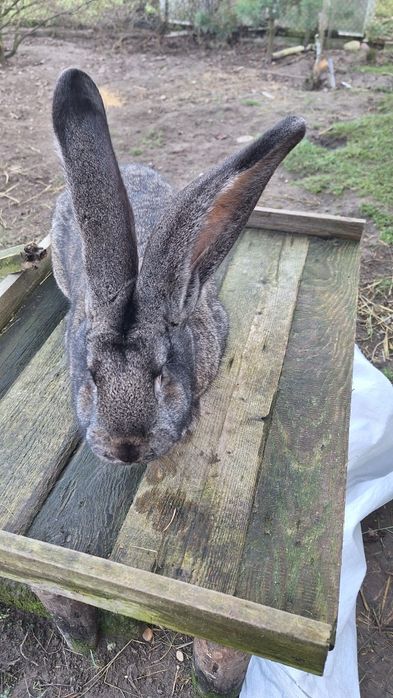 Olbrzym belgijski  szary