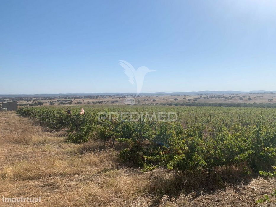 Terreno Com Vinha E Olival — Amareleja, Beja