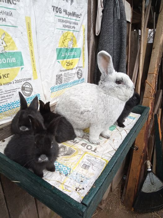 Європейське срібло