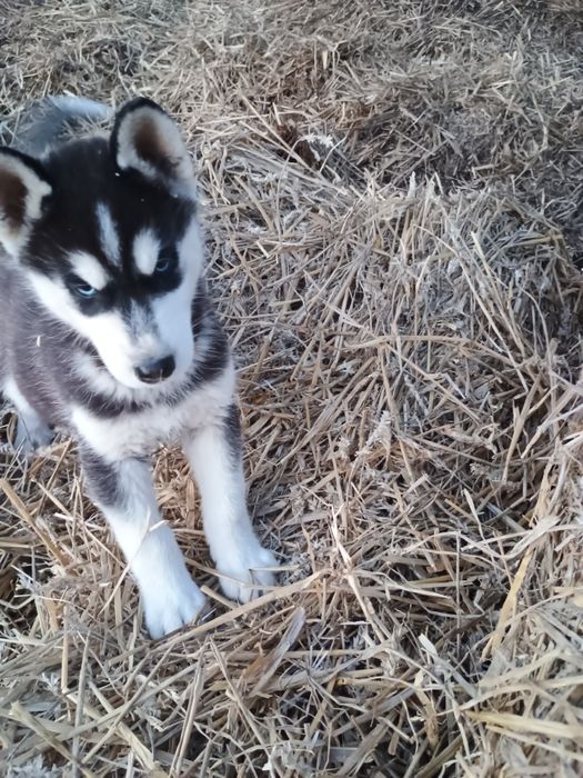 Piesek Siberian Husky
