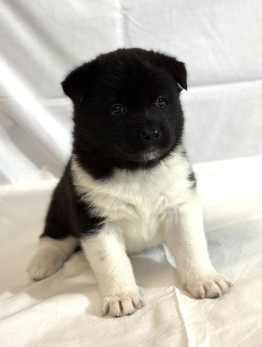 Цуценята Американської акіти