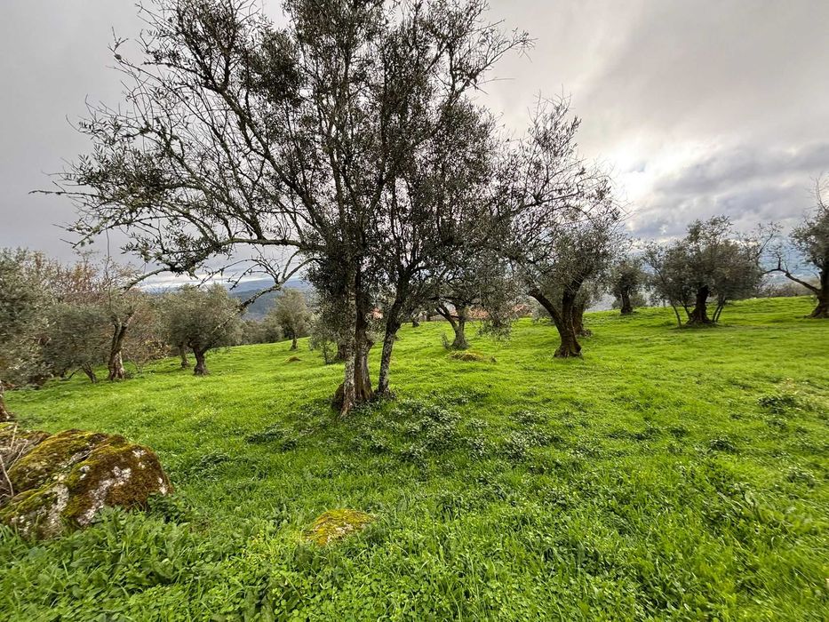 Terreno 5 mil m2 - Algodres