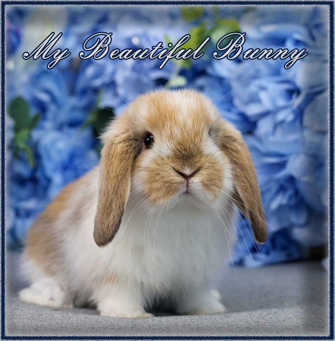 Młody Piękny Króliczek Mini Lop - Orange Butterfly