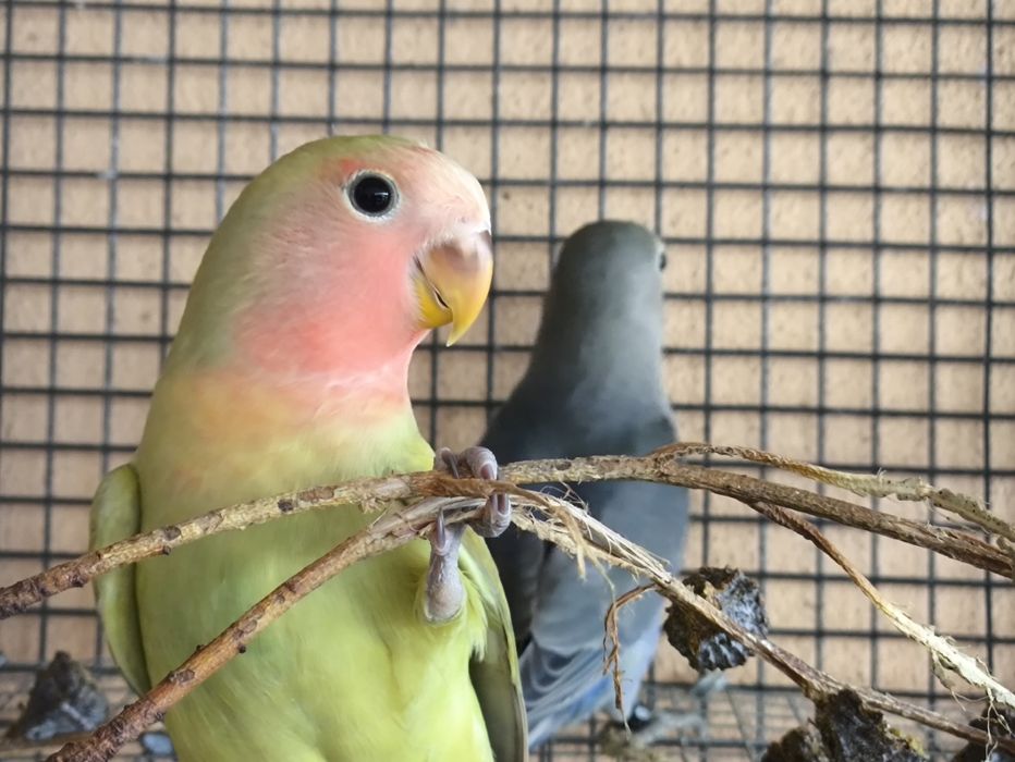 Agapornis Rosicoller