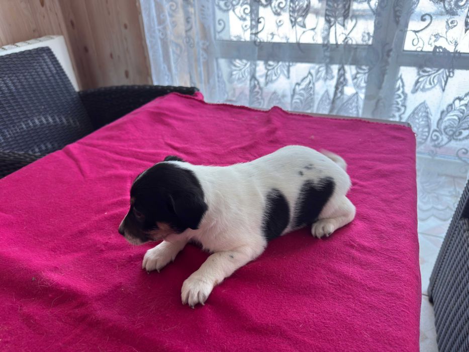 Jack Russell Terrier - suczka