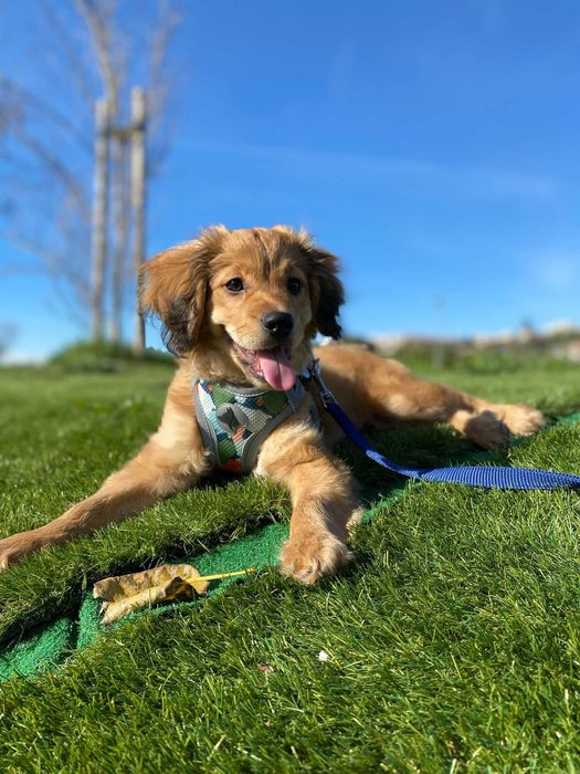 Pet Sitting de confiança - Cuido do seu patudo com carinho!