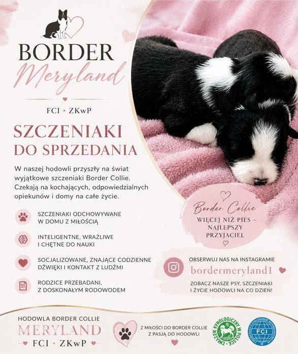 Pieski  Border Collie FCI ZKwP
