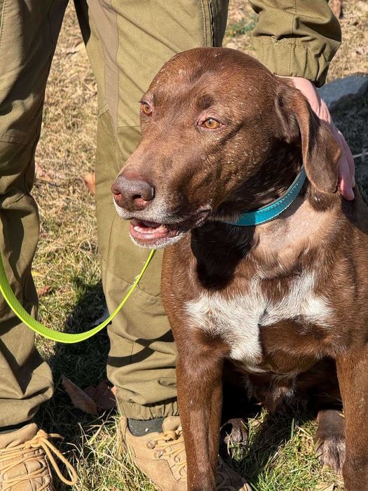 Грант, курцхаар, шукає дім