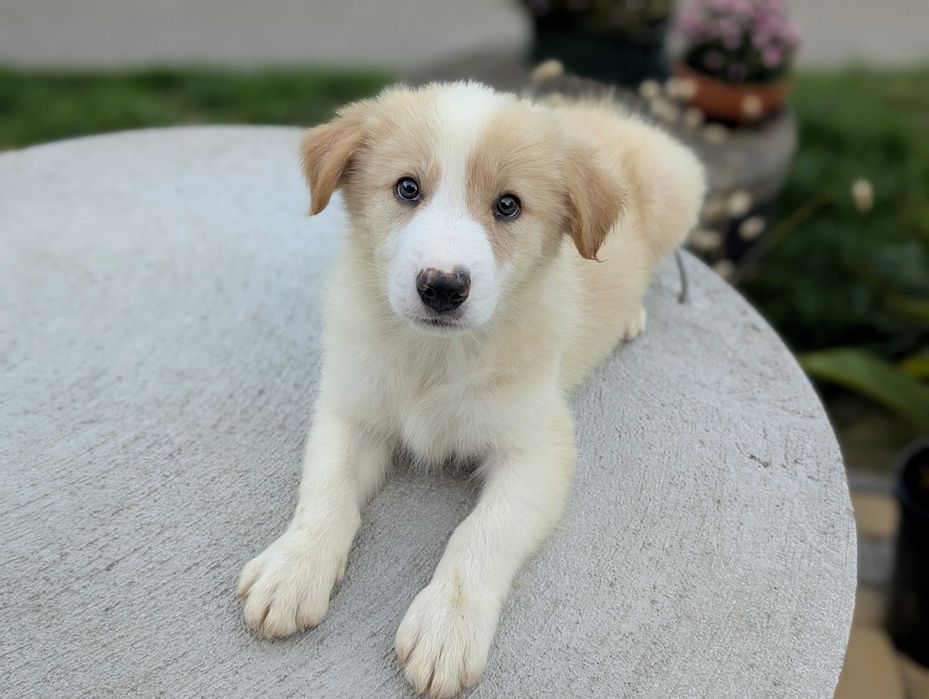 Border Collie samiec ee red  przebadani rodzice do odbioru