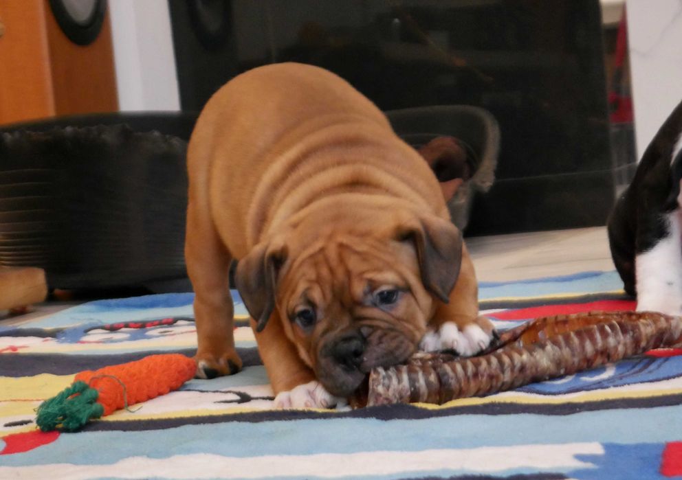 American Staffordshire Terrier, Amstaff FCI, piękny, mocny piesek ZINO