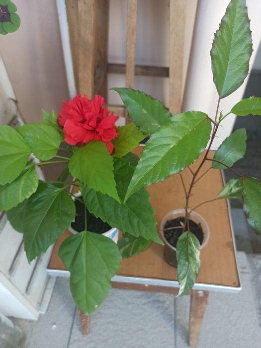 Молочай. Гибискус. Фуксия. Кактус