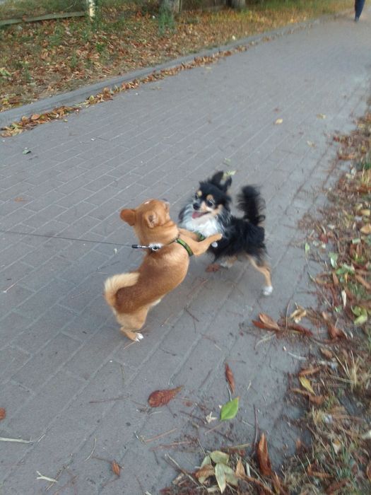 Зник чихуахуа пес