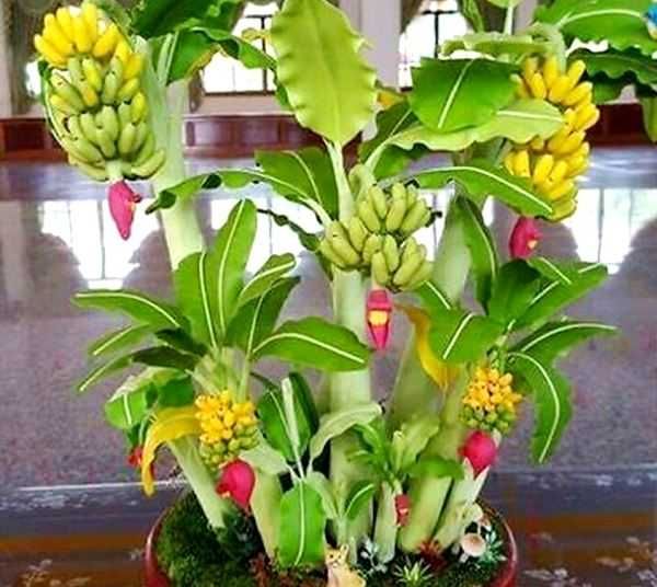 Комнатный банан Киевский суперкарлик 3-х летний