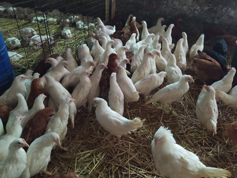 Kury nioski rosa, leghorn, dominant blue, green shell, blue shell,dark