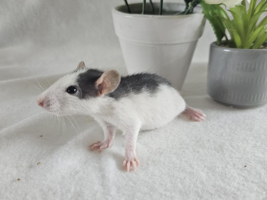 Szczur Szczury Szczurki Cudowne Maluchy Dowóz