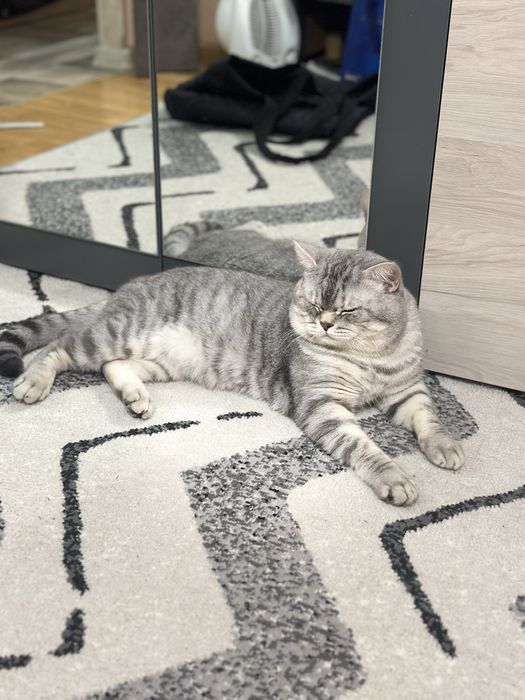 Котик потребує родини