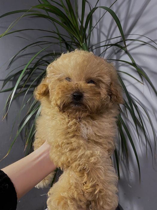 Бейбі Фейс Міні Дівчинка Мальтіпу