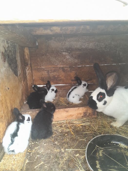 Молодняк строкачів.