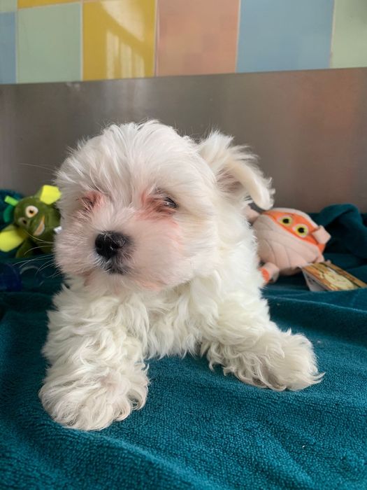 Bichon maltês menino