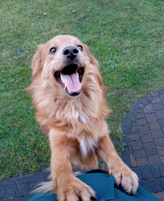 Zaginął pies widoczny na zdjęciu