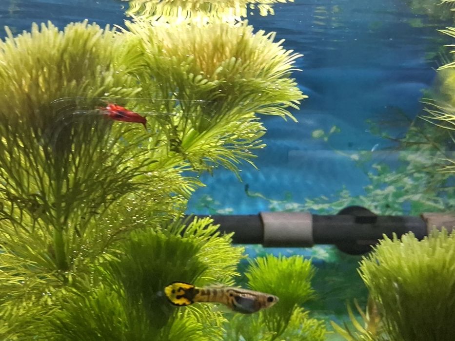 Gupiki ryby akwariowe