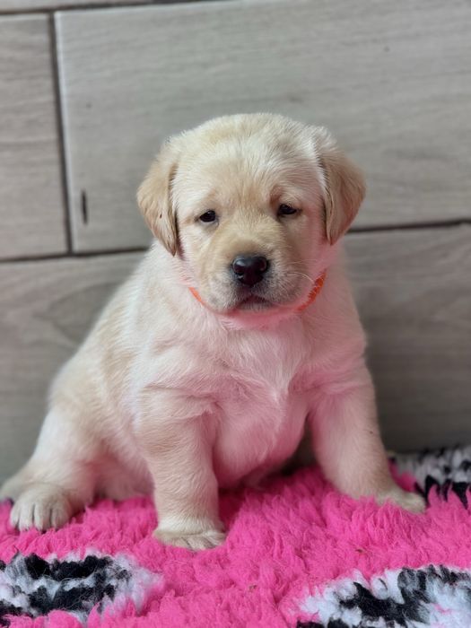 Цуценята породи лабрадор ретривер.