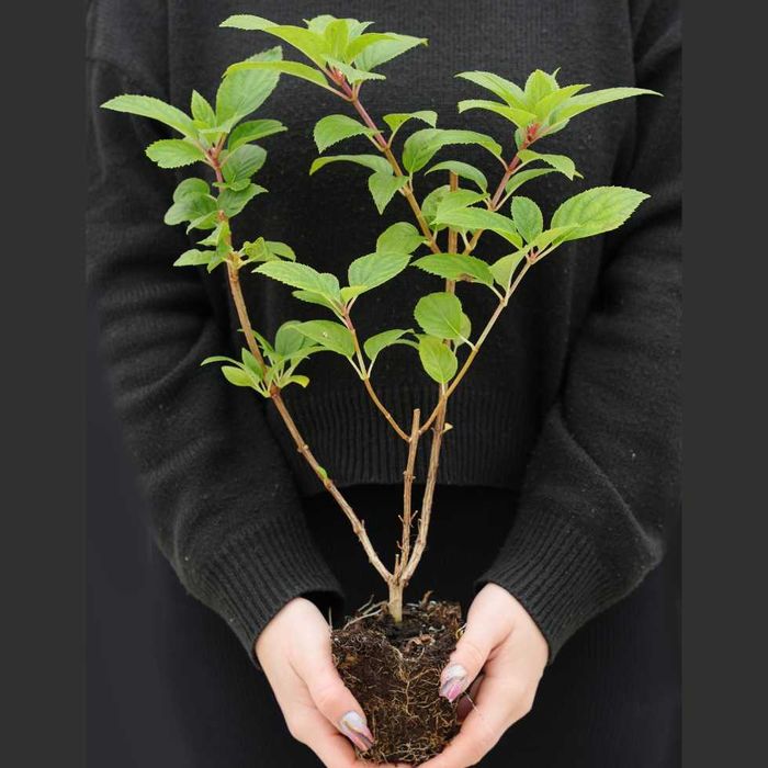 Hortensja 30-50 cm promocja z dostawą gratis